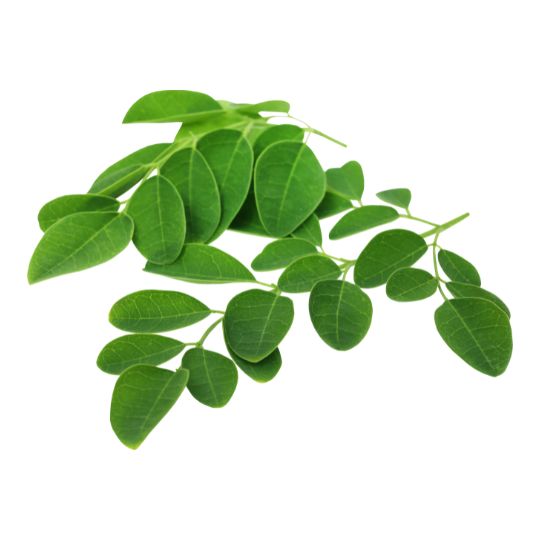Moringa